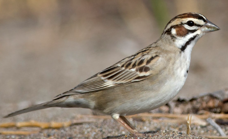 <p>What bird is this?</p>