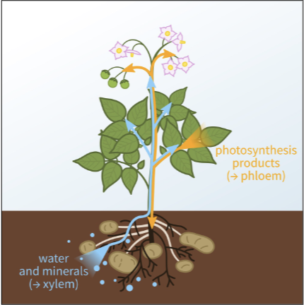 <p><span>Adaptations to terrestrial life: Vegetative</span></p>
