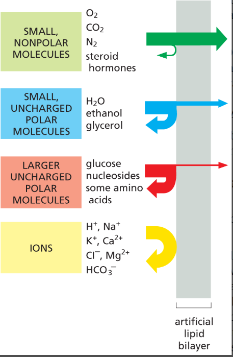 <ul><li><p><strong>Can cross easily:</strong> small, nonpolar molecules (O₂, CO₂, steroid hormones)</p></li><li><p><strong>Cross slowly if small polar and uncharged:</strong> water (H₂O), ethanol, glycerol</p></li><li><p><strong>Hardly cross:</strong> larger uncharged polar molecules (glucose, some a.a, nucleosides)</p></li><li><p><strong>Cannot cross:</strong> all ions (Na⁺, K⁺, Cl⁻, H+)</p></li></ul><p></p>