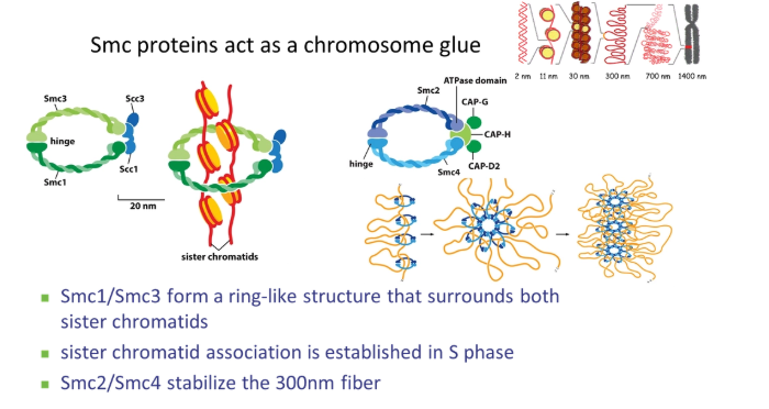 <ul><li><p><strong>Cdk phosphorylates histones</strong></p></li><li><p><strong>SMC </strong>(stable maintenance of chromosomes) proteins condense the chromosomes using their hinged ring structures</p><ul><li><p><strong>condensin </strong>stabilises the <strong>300nm </strong>fibre by organising nucleosome loops</p></li><li><p><strong>cohesin clamps </strong>the two sister chromatids together</p></li></ul></li></ul><p></p>