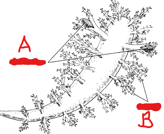 <ol><li><p>identify Kingdom, Phylum, Class, Informal Group, Genus</p></li><li><p>identify A and B</p></li></ol><p></p>