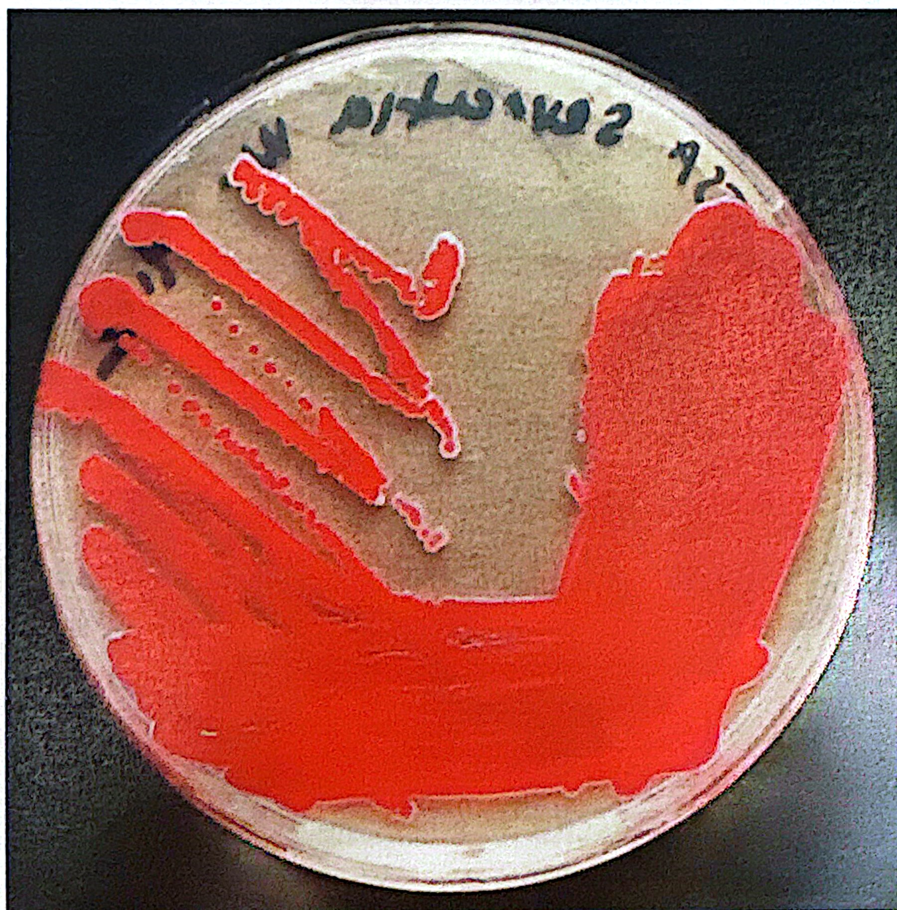 <p>Red pigment on solid media</p>