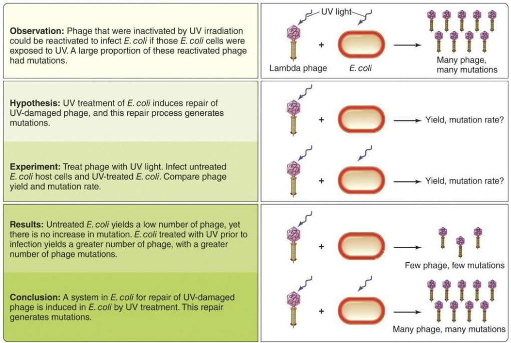 <ul><li><p><strong><em>SOS response</em></strong> allows a cell to recognize and respond to serious DNA damage.</p></li><li><p>Early studies by Jean-Jacques Weigle showed UV exposure induces nonspecific repair mechanisms in bacteria.</p></li><li><p>Bacteria pre-exposed to UV light, then infected with damaged phages, repaired the phage DNA but also introduced more mutations.</p></li></ul><p></p><p><strong>Simplified:</strong> The SOS response fixes damaged DNA (bacteria and phage). It provided evidence for regulons because UV damage turned on many DNA repair genes at once, showing they are controlled together by a single system.</p>