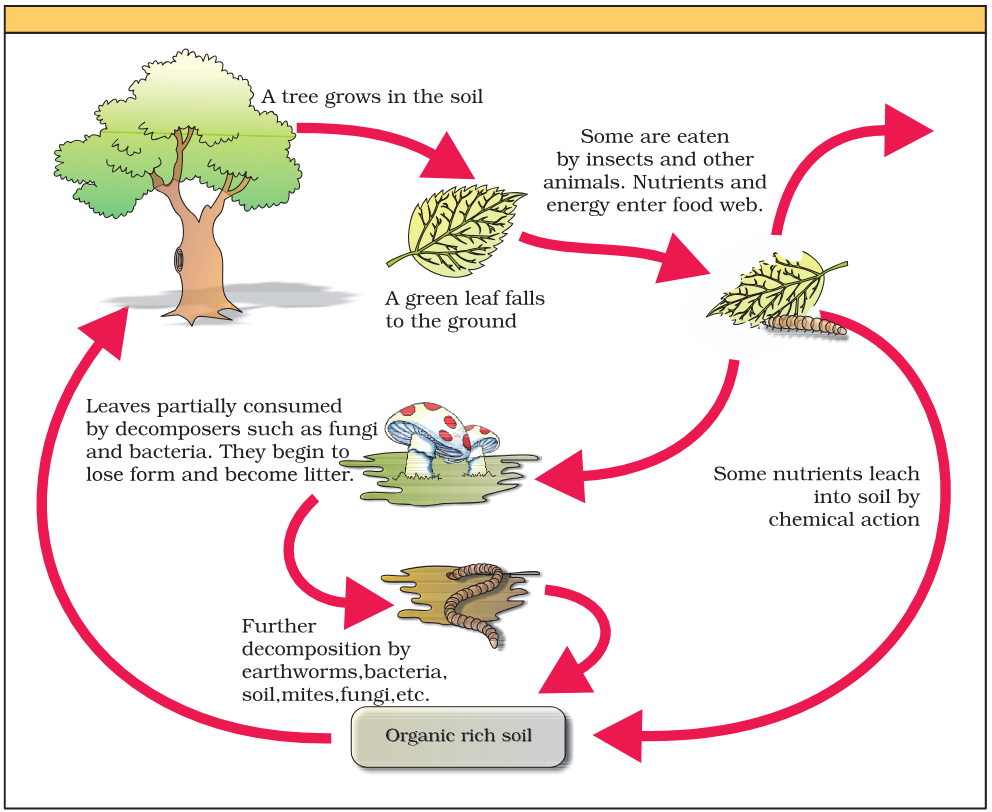 <p>Organic-and-inorganic rich soil</p>