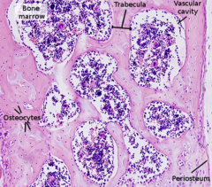 <p>tissue type</p>