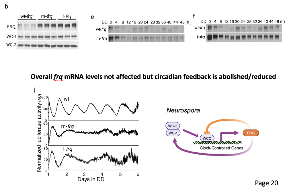 <p>reading frames with optimized codons </p><ul><li><p><span><strong>Overall <em>frq</em> mRNA levels not affected but circadian feedback is abolished/reduced</strong></span></p></li></ul><p></p>