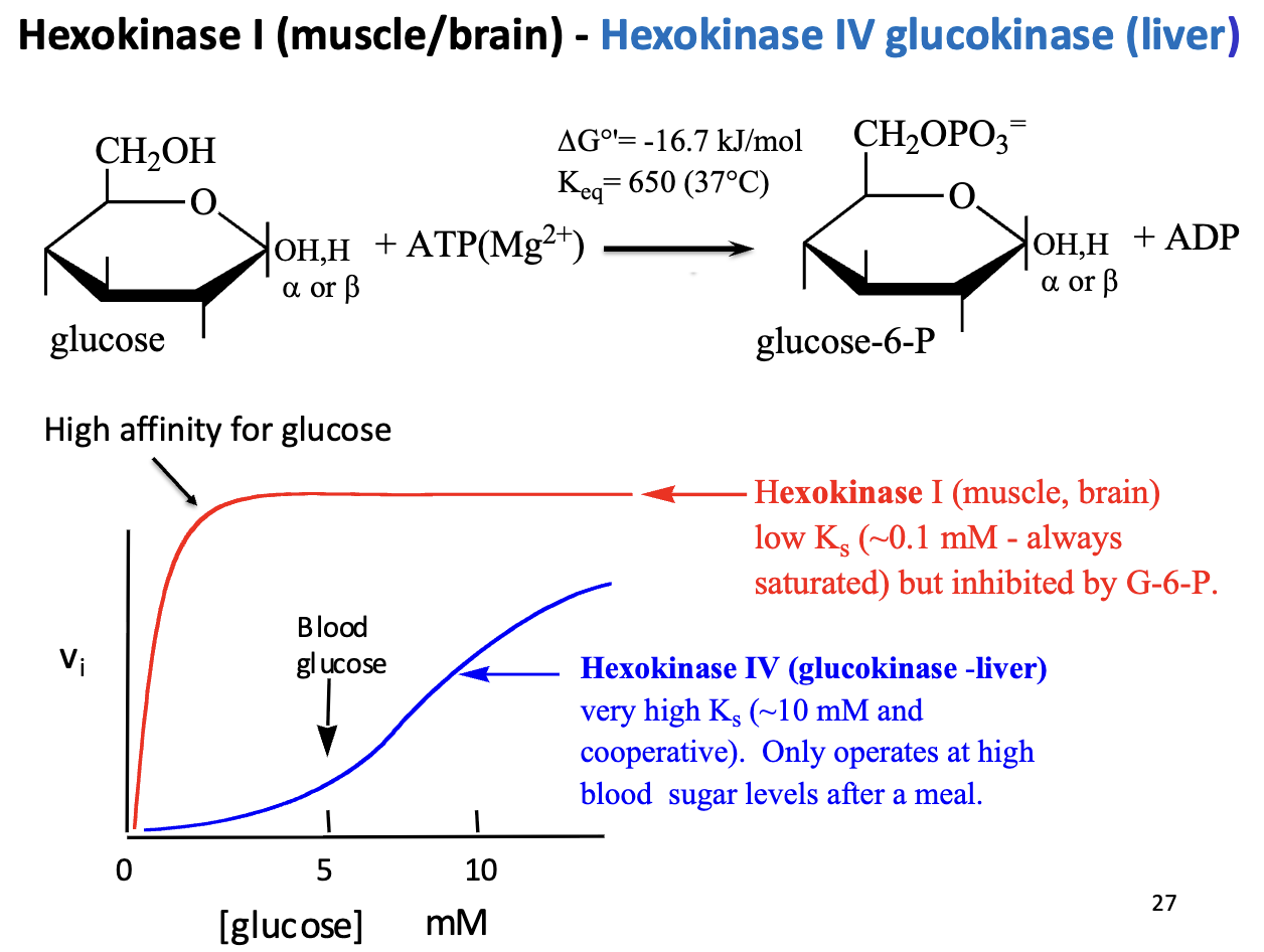 <ul><li><p><strong>Hexokinase I (muscle/brain)</strong></p><ul><li><p><strong>Low Km (~0.1 mM)</strong> → high affinity, <strong>always near saturation</strong></p></li><li><p><strong>Inhibited by G6P</strong> (product feedback)</p></li></ul></li><li><p><strong>Hexokinase IV / Glucokinase (liver)</strong></p><ul><li><p><strong>High Km (~10 mM)</strong> → low affinity, <strong>acts only at high blood glucose</strong></p></li><li><p><strong>Cooperative enzyme</strong> → activity increases sharply after meals</p></li></ul></li><li><p><strong>Graph interpretation:</strong></p><ul><li><p>X-axis: [glucose], Y-axis: enzyme activity</p></li><li><p>Hexokinase I curve is <strong>steep at low [glucose]</strong>, plateaus quickly → saturates easily</p></li><li><p>Hexokinase IV curve is <strong>sigmoidal</strong>, rises slowly at low [glucose], accelerates at high [glucose] → acts as “glucose sensor”</p></li></ul></li></ul><p></p>