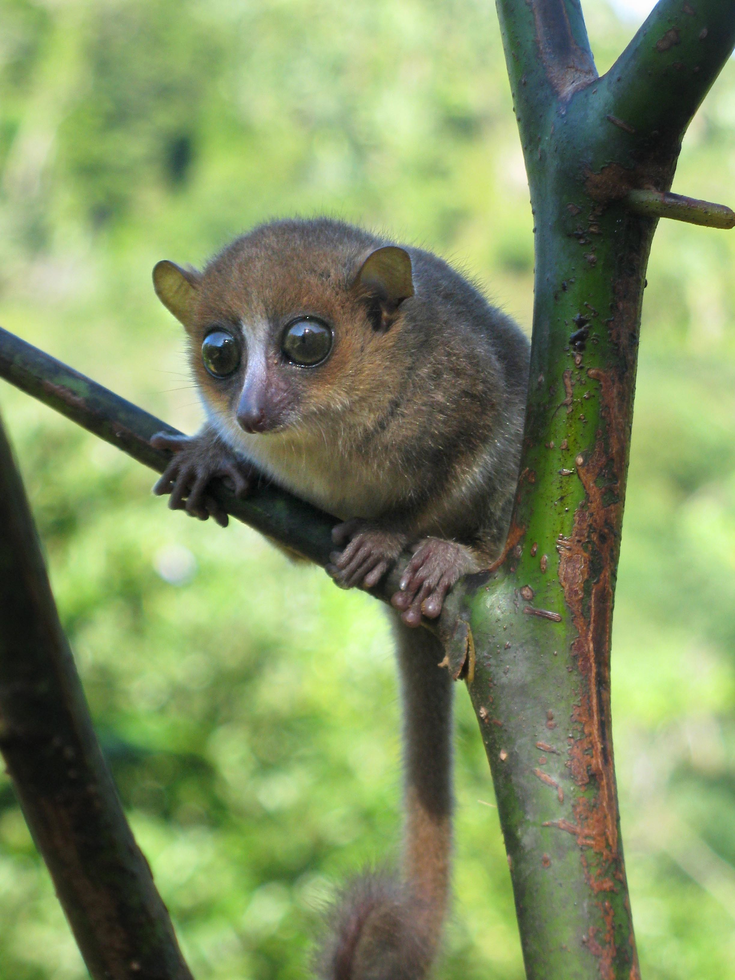<p>Order: Primates (1st: mouse lemurs, wooly lemurs, aye-ayes, galagos, lorises)</p>