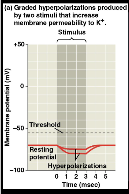 <p>Action potential </p>