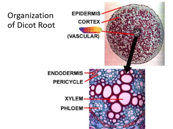 <p>What is this part of the dicot root</p>