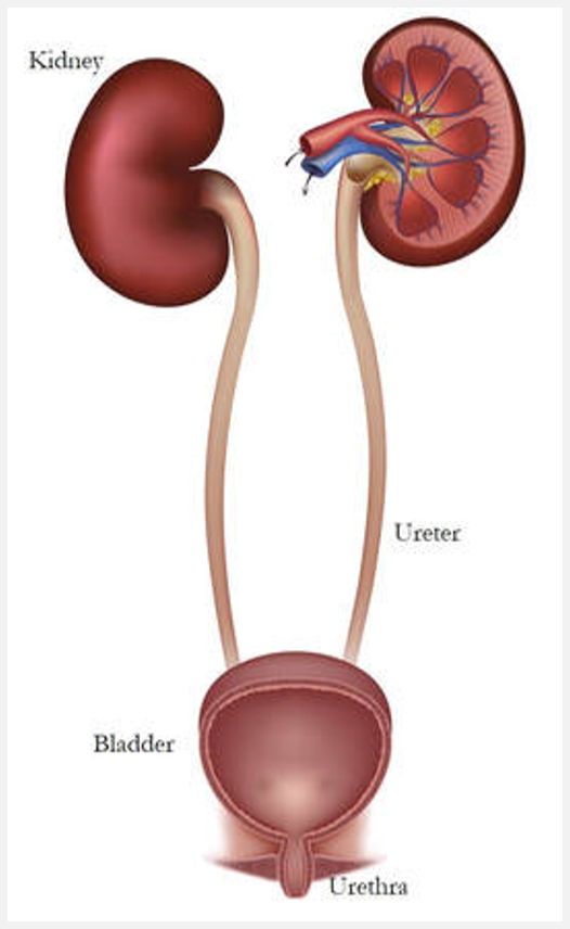 <p>Intro to the urinary system (pt 1)</p>