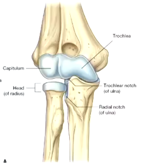 <ul><li><p>hinge joint</p></li><li><p>strong collateral ligament support to prevent medial and lateral movements</p></li><li><p>collateral = ligaments going don laterally</p></li></ul><p></p>