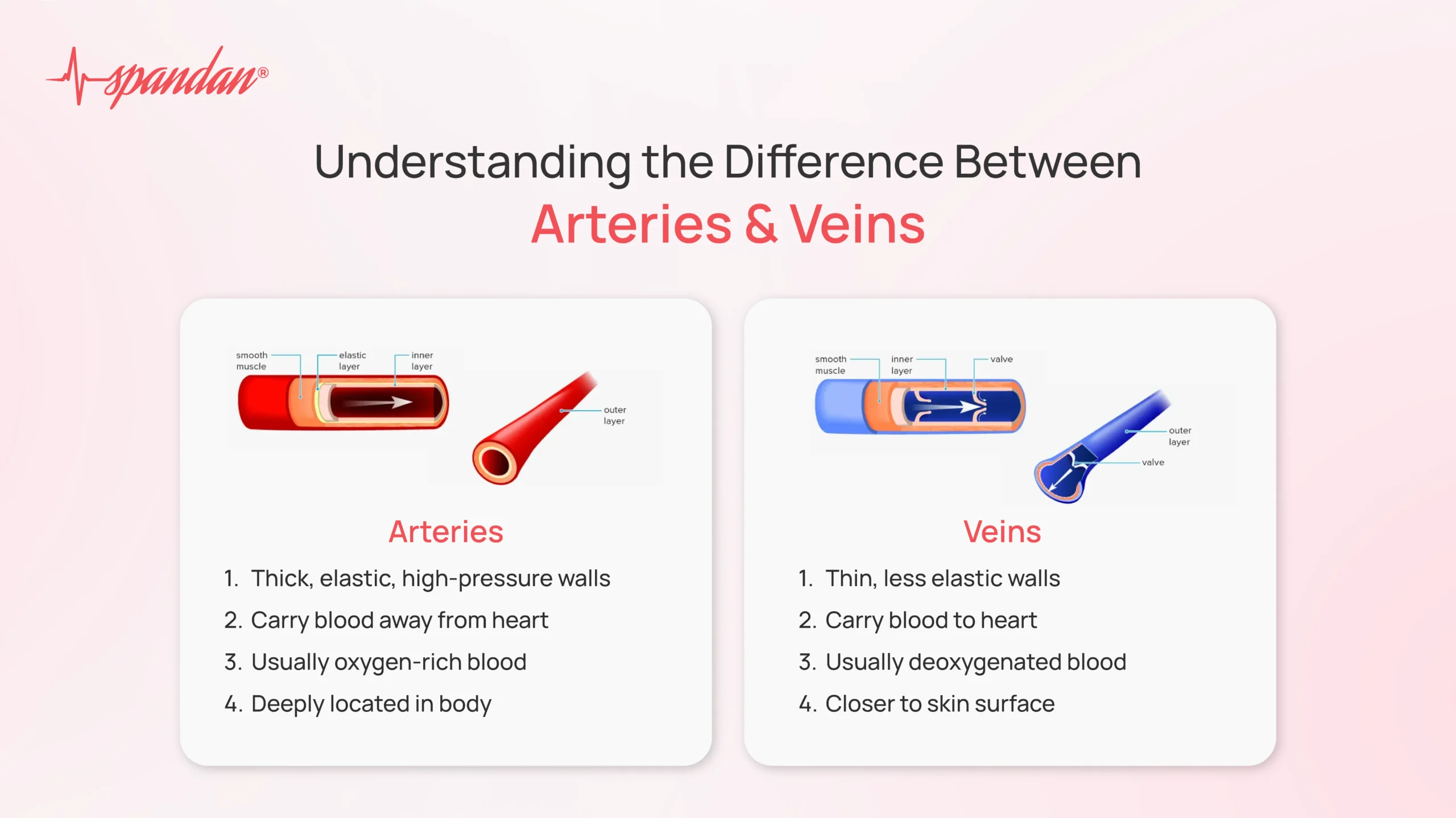 <p>artery</p><ul><li><p>away from heart</p></li><li><p>more smooth muscle; high pressure</p></li><li><p>smaller lumen</p></li></ul><p>vein</p><ul><li><p>toward the heart</p></li><li><p>less smooth muscle, more skeletal muscle; low pressure</p></li><li><p>larger lumen</p></li><li><p>valves</p></li></ul><p></p>