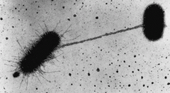 <p>tube made of pilin protein, only in gram-negative cells</p><p>joins bacterial cells for partial DNA</p><p>transfer called conjugation</p>