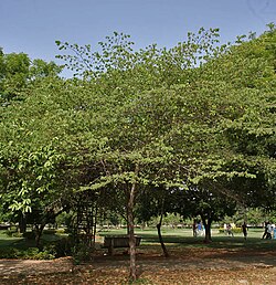 <p>Not native to Philippines; conservation status: not endangered. Most easily identified by its small red cherry-like sweet fruits and its delicate, spreading branches with fine serrated leaves, making it a common “wild fruit” tree in rural and urban areas that attracts birds and children.</p><p>A small fast-growing evergreen to semi-deciduous tree typically growing 5–12 meters tall with a wide, irregular crown about 6–10 meters wide. Trunk is 0.2–0.5 meters in diameter with light gray to brown smooth bark that may become slightly fissured with age. It develops a shallow, wide-spreading root system. Branching begins low, forming a loose, open, and often leaning canopy. Leaves are simple, alternate, ovate to lanceolate (5–12 cm long), with serrated margins, soft texture, and pinnate venation. Flowers are small, white, five-petaled with yellow stamens, borne singly or in clusters and present nearly year-round. Fruits are small round berries (1–1.5 cm), turning bright red when ripe, sweet and juicy, containing many tiny seeds dispersed by birds.</p><p>Widely used as a shade, fruit, and ecological tree in home gardens, roadsides, and vacant lots due to its fast growth and wildlife value; fruits are edible and commonly eaten fresh. No significant toxicity reported. In landscape applications, it is best suited for informal gardens, ecological plantings, and urban greening where quick canopy cover and biodiversity support are desired; it should be managed due to weak branches, fruit litter, and short lifespan, making it more suitable as a pioneer or temporary shade tree rather than a permanent structural landscape tree.</p>