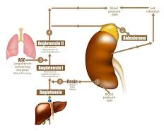 <p>According to the Renin-Angiotensin-Aldosterone system (RAAS), Angiotensinogen is produced in the _____.</p>