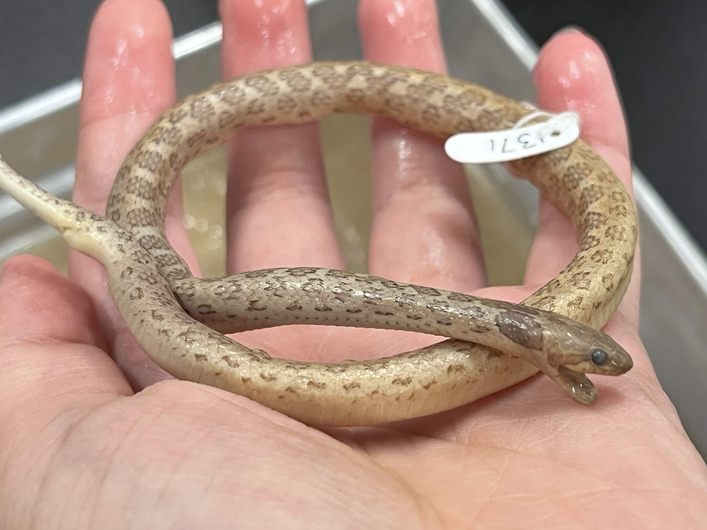 <p>Infraorder + Superfamily + Family + Scientific name?<br>- dark blotched neck<br>- brown/blotchy<br>- horizontal eye stripe<br>- cat eyes</p>