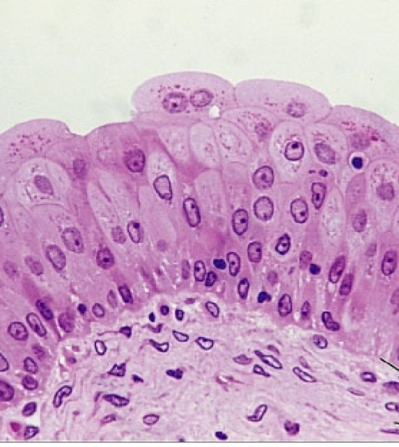 <p>name the tissue</p>