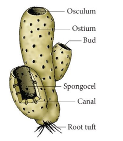 <ul><li><p>body of spongin</p></li><li><p>skeletal structure made of spicules (calcite or silica) ← most likely to fossilize</p></li><li><p>sack-shaped body with central opening (<strong>spongocel</strong>) and small pores (<strong>ostia</strong>)</p></li><li><p><strong>amoeboid sites</strong> eat trapped food, have cells for reproduction, have regenerating capacity</p></li></ul><p></p>