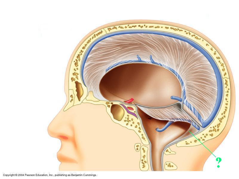 <p>Identify the indicated structure</p>