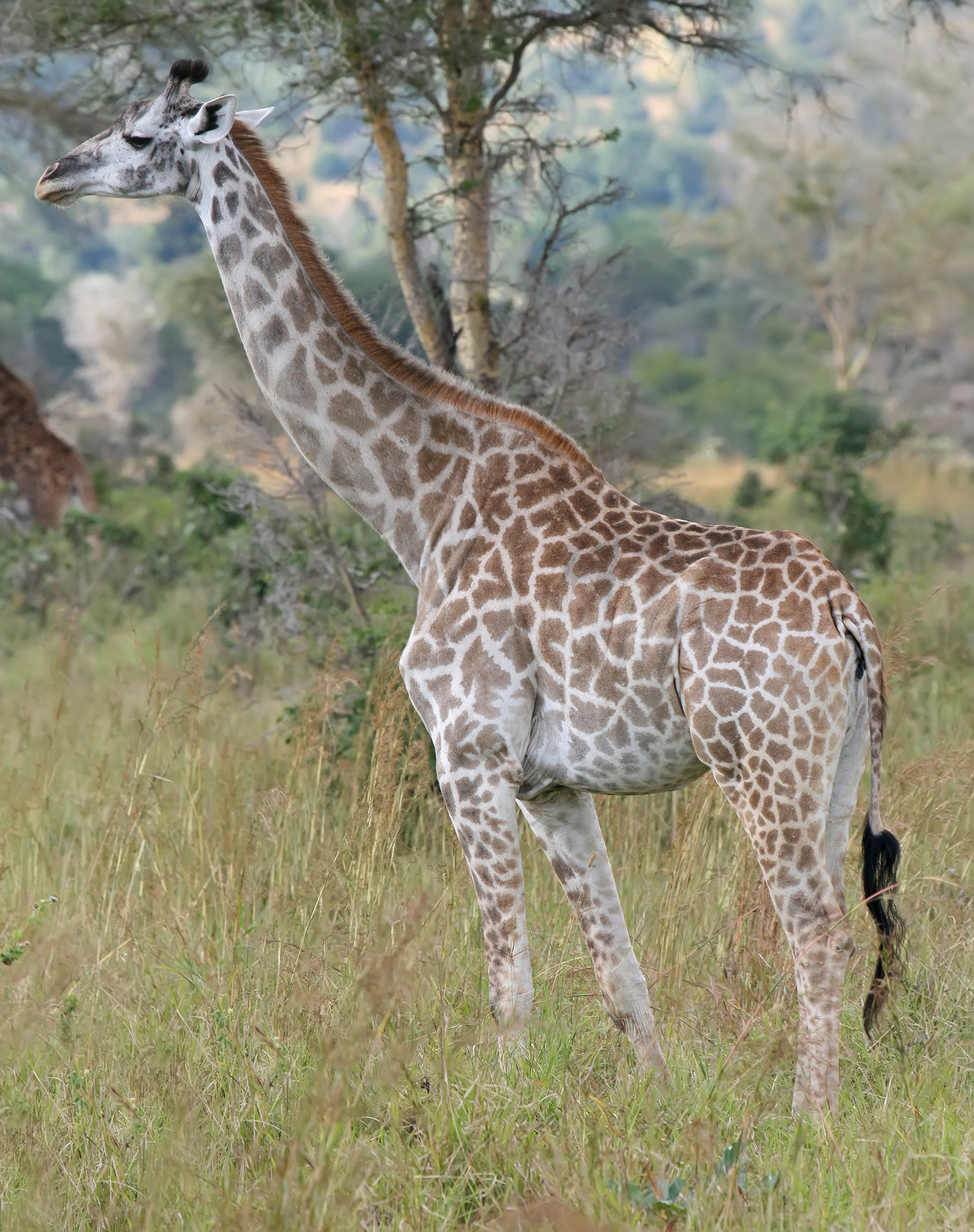 <p>Giraffe</p>