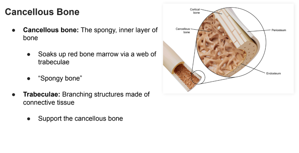 <p>The <strong>spongy</strong>, inner layer of bone</p><ul><li><p>Soaks up <strong>red bone marrow </strong>via a web of <strong>trabeculae</strong></p></li><li><p>“<strong>Spongy bone”</strong></p></li></ul><p></p>