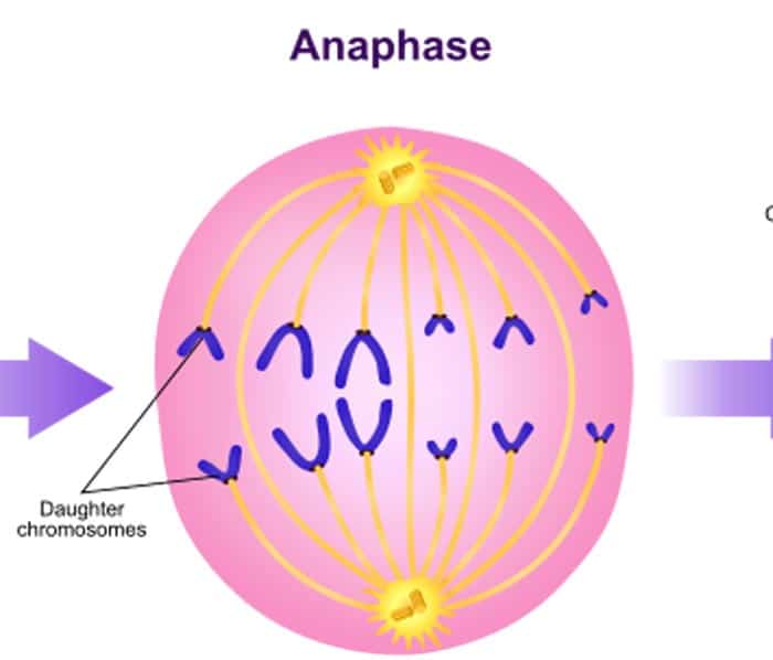 <p>Anaphase</p>