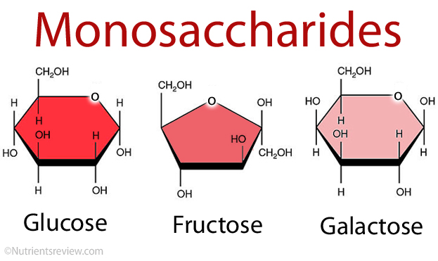 <p>Glucose, Fructose, Galactose</p>