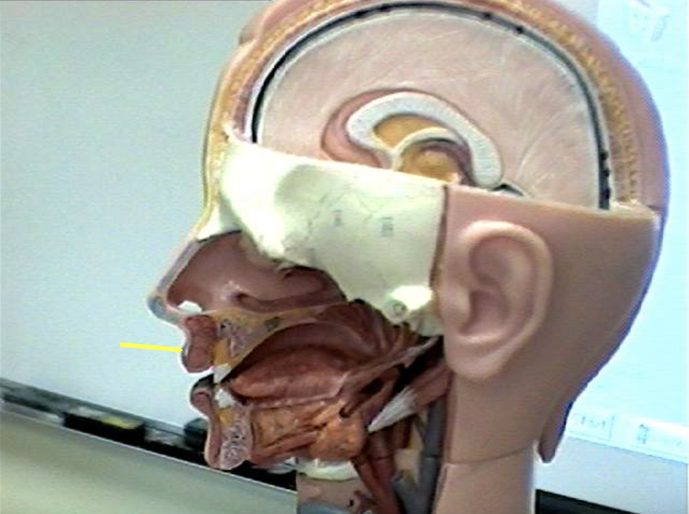 <p>Identify the organs of the digestive tract.</p>