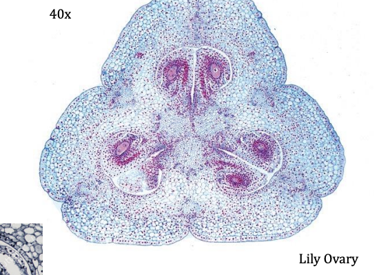<p>Kingdom:</p><p>Clade:</p><p>Phylum:</p><p>Name of Structure:</p><p>Ploidy:</p>