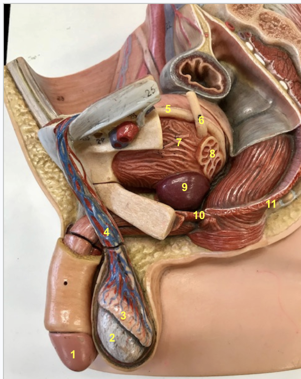 <p>1 - glans penis</p>