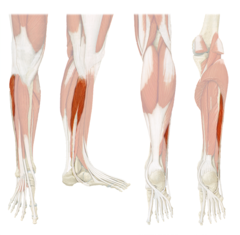 <p>Definition: A long, superficial muscle on the lateral side of the lower leg, running along the fibula. Its tendon passes behind the lateral malleolus and underneath the foot to attach on the medial side of the foot.</p><p> - Action: Plantarflex ankle (foot); Evert foot </p><p> - Innervation: Superficial fibular nerve</p>