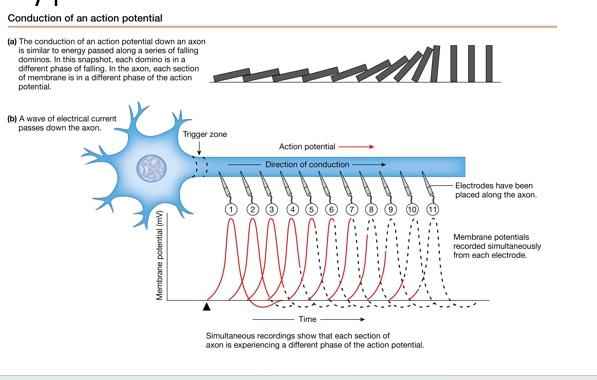 <p>all or none, refractory period between action potentials: cannot sum</p>