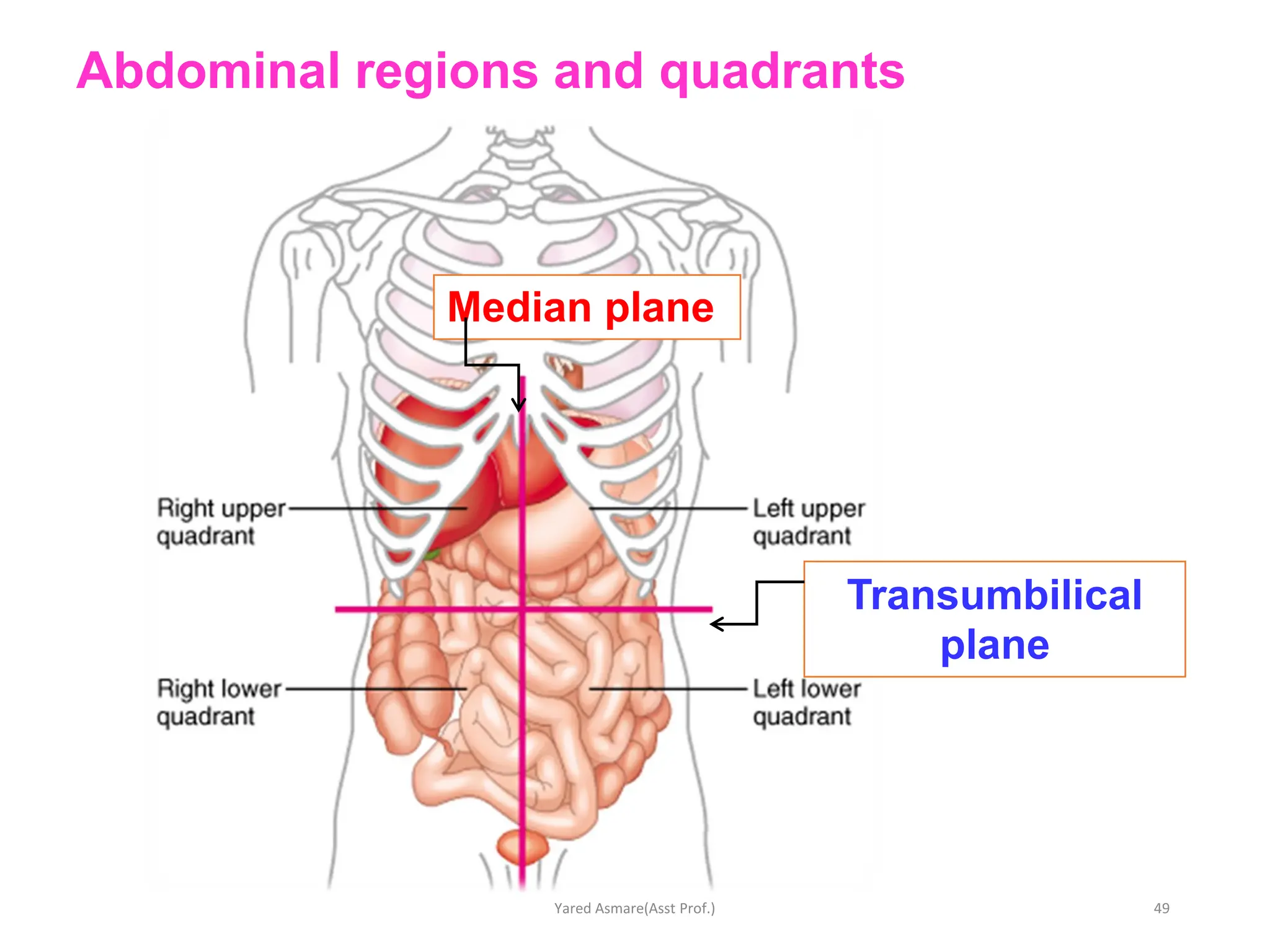 <p>The <strong>transumbilical plane</strong> or umbilical plane, is an example of a transverse (or horizontal or axial) reference plane in the human body. Anteriorly, it passes through the umbilicus, while posteriorly it is situated at the level of the intervertebral disc between the third (L3) and fourth (L4) lumbar vertebrae.</p><p>The <strong>transumbilical plane</strong> perpendicularly intersects the median sagittal plane in the midline, thus dividing the abdomen into four quadrants, namely the right upper, right lower, left upper and left lower quadrants. This division of abdomen into four quadrants–along with the conventional method of dividing abdomen into nine quadrants–makes it convenient for the clinicians to describe the location of viscera and the pathological lesions associated with them.</p>