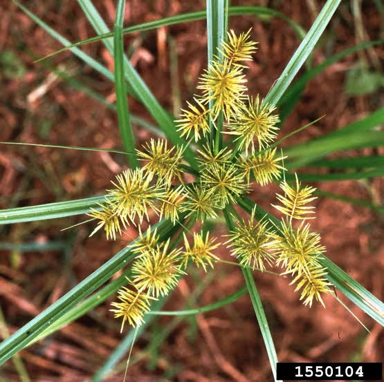 <p>Sedge - Yellow-green perennial with triangular stems and underground tubers called nutlets. Aggressive in moist lawns, fields, gardens, and disturbed soils; not a true grass or forb.</p>