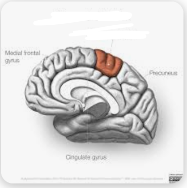 <p>Name the highlighted area</p>