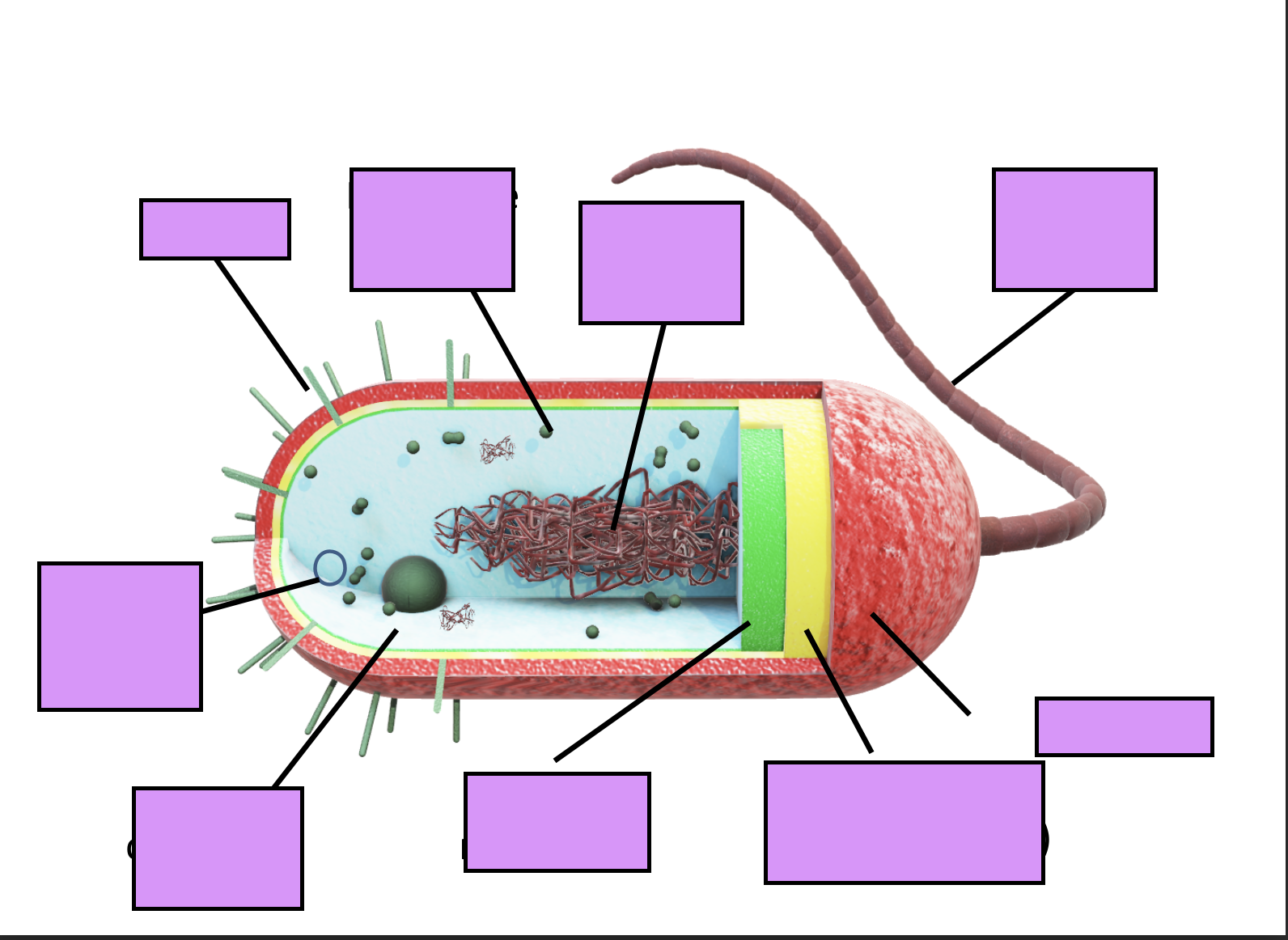 <p>label this picture of bacteria</p>
