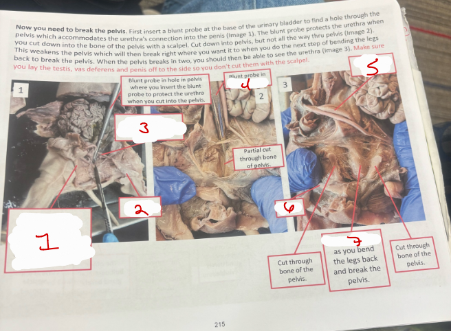 <p>Male Urogenital System 5</p>