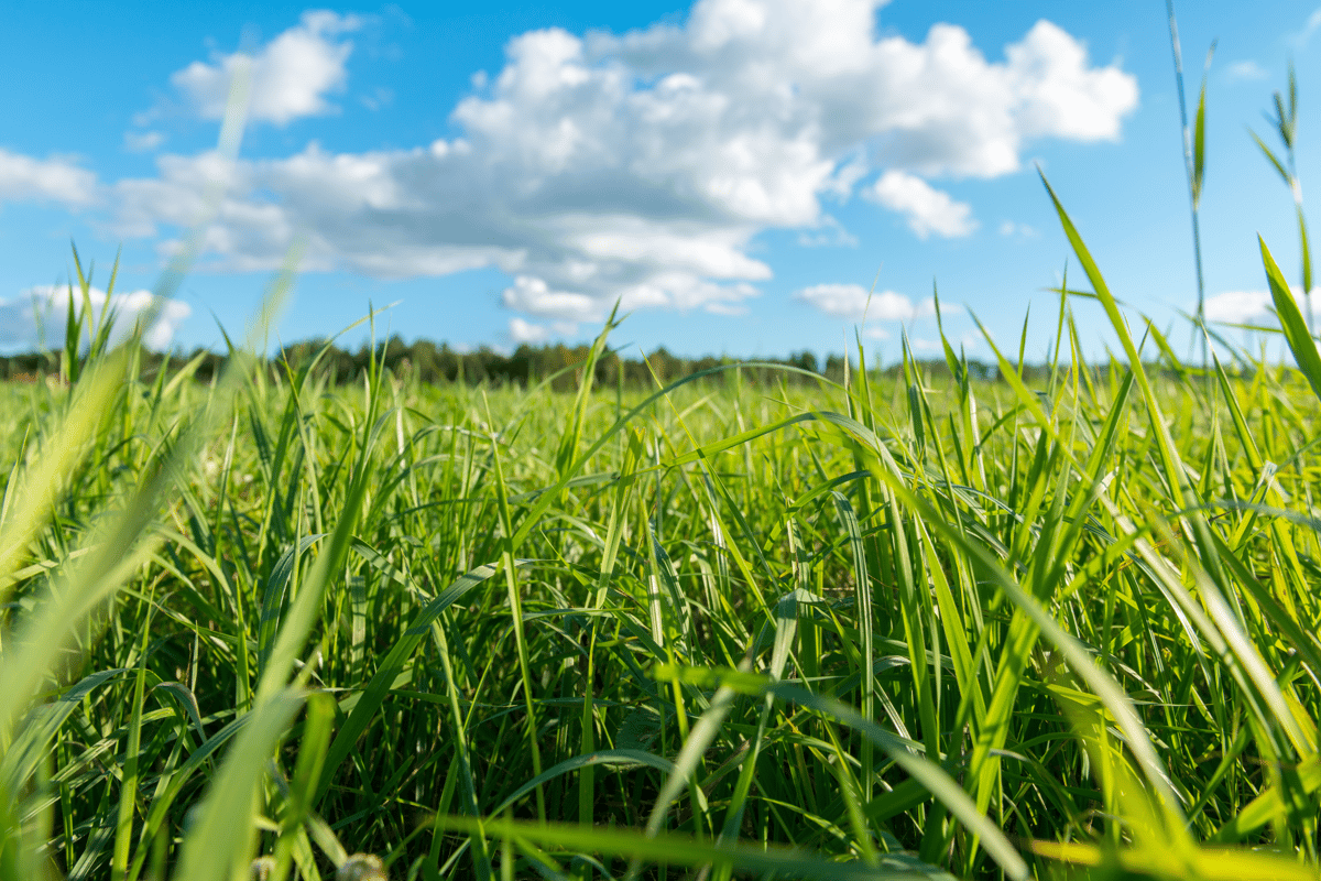 <p>grass</p>