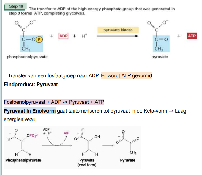 <p>Dit is de pyruvaat kinase reactie. Dit is de transfer van een fosfaatgroep naar ADP. Er wordt ATP gevormd. Eindproduct: Pyruvaat. Pyruvaat in enolvorm gaat tautomeriseren tot pyruvaat in de Keto-vorm → laag energieniveau </p><p>Fosfoenolpyruvaat + ADP → Pyruvaat + ATP </p>