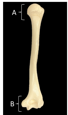 <p>The image is of the _____ (posterior/anterior) view of the humerus. </p><p>The distal end of the humerus is represented by the letter (A/B)? </p><p>The proximal end of the humerus is represented by the letter (A/B)?</p>