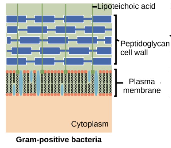 <ul><li><p>Thick peptidoglycan walls that stain purple</p></li><li><p>More susceptible to antibiotics</p></li></ul><p></p>