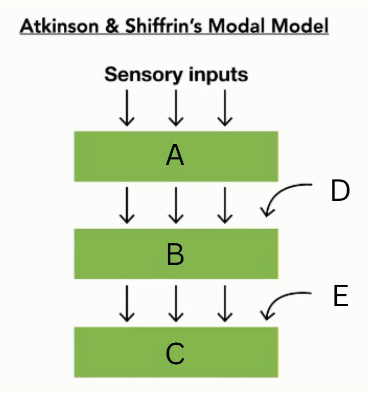 <p>Describe Atkinson &amp; Shiffrin’s Modal Model of Memory</p>