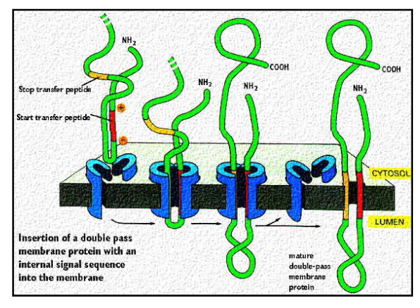 <ul><li><p>crosses the membrane more than once</p></li><li><p>protein signal sequence initiates translocation (as previously described)</p></li><li><p>protein signal sequence is located in the middle of the polypeptide sequence (portein signal sequence serves as the start transfer sequence)</p><ul><li><p>ALWAYS in the middle whereas for single pass the signal sequence can be at the end or the middle</p></li></ul></li><li><p>protein is threaded through the membrane until the stop transfer sequence</p></li></ul><p></p>