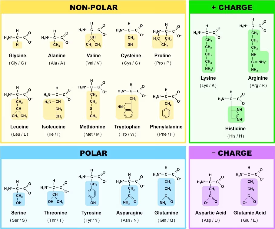 <ul><li><p>negatively charged</p></li><li><p>side chain includes carboxyl group</p></li><li><p>hydrophilic</p></li><li><p>can form ionic or h bonds</p></li></ul><p></p>