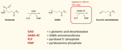 <p>- Glutamate is converted to GABA by GAD, using PLP as a cofactor.</p><p>- GABA is broken down by GABA-AT into succinic semialdehyde, also using PLP.</p><p>- During GABA breakdown, PLP is temporarily converted to PMP.</p>