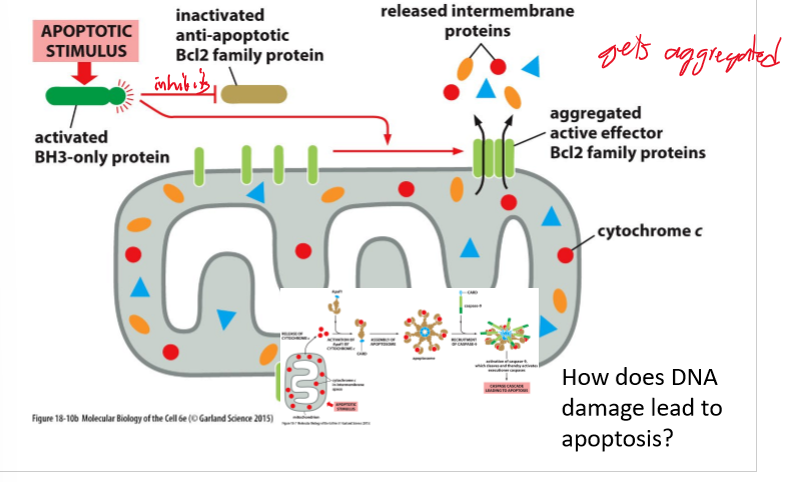 <p>Inactivate anti-apoptotic proteins</p>