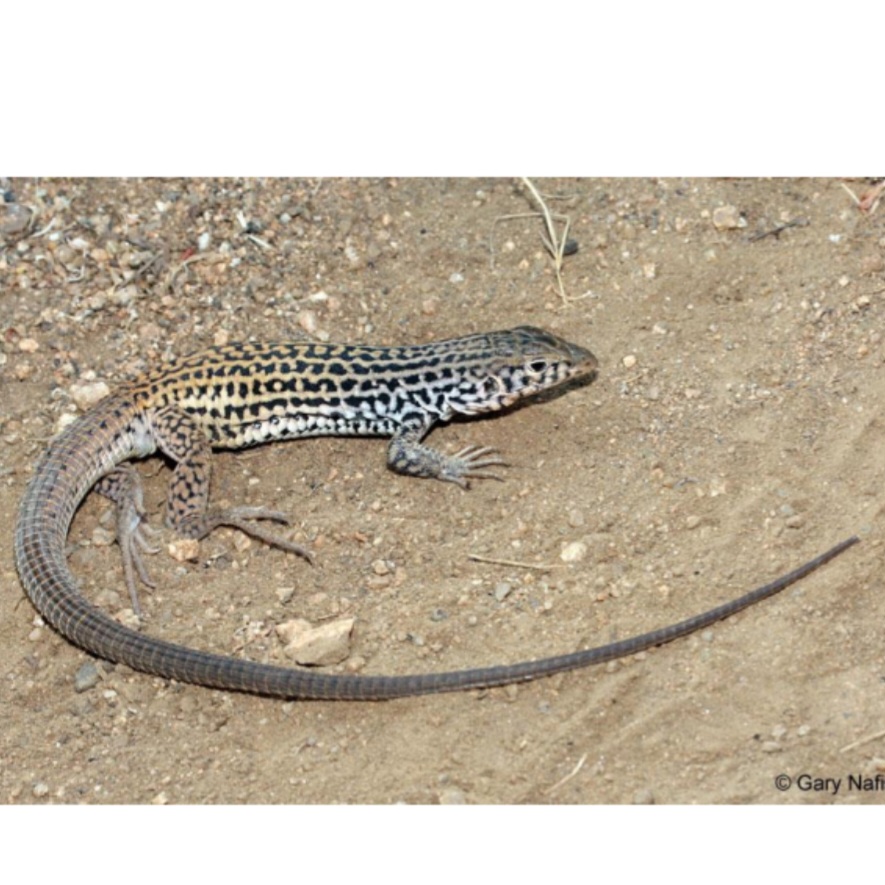 <p>name this animal</p>