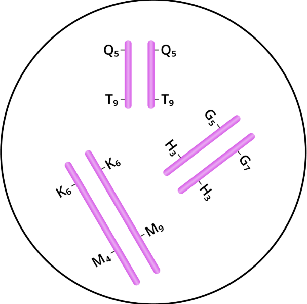<p><strong>1. </strong><span style="background-color: transparent;"><strong>There is a total of six different genes shown on these chromosomes. Count numbers dash thingy</strong></span></p><ol start="2"><li><p><span style="background-color: transparent;">G5 and G7 are two different alleles of the same gene and are on two sister chromatids. No chromatids, on homo chromosomes (g5 g5 is homo)&nbsp;</span></p></li><li><p><span style="background-color: transparent;"><strong>T9 and M9 are two different genes and are on two non-homologous chromosomes</strong></span></p></li></ol><p>**set = homo</p><p>not set = nonhomo</p><p><span style="background-color: transparent;">Non-homologous</span></p><p><span style="background-color: transparent;">genes </span></p><p><span style="background-color: transparent;">true!! so g5 g5 would be homo</span></p><p><span style="background-color: transparent;">no!!! they are on homologous chromosomes,</span></p>