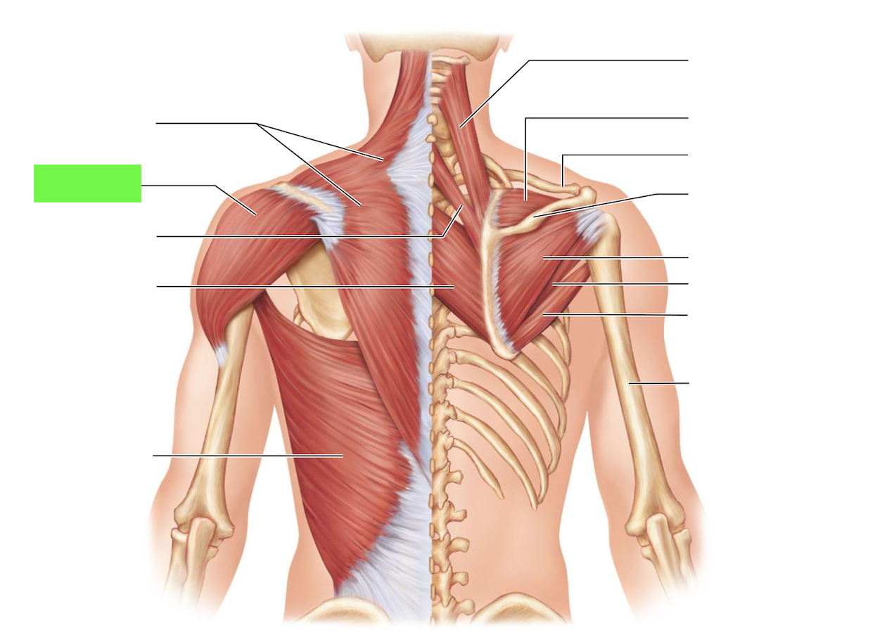 <ul><li><p>lift humerus</p></li></ul><p></p>